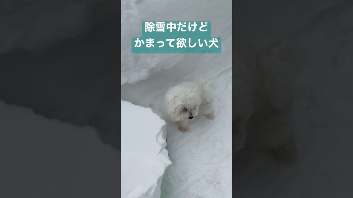 とにかくかまって欲しくてたまらない子犬 #ビションフリーゼ #子犬 #shorts #puppy