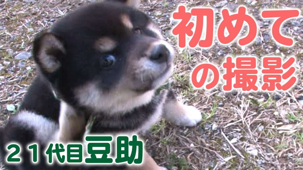 【豆助】ハプニングにもめげないぞ！【柴犬・豆柴】