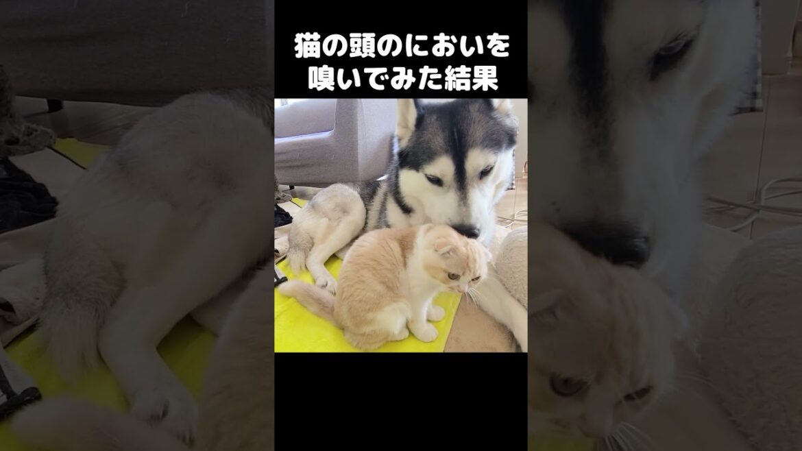 猫の頭のにおいを嗅いだ結果こうなった。笑 #猫 #shorts