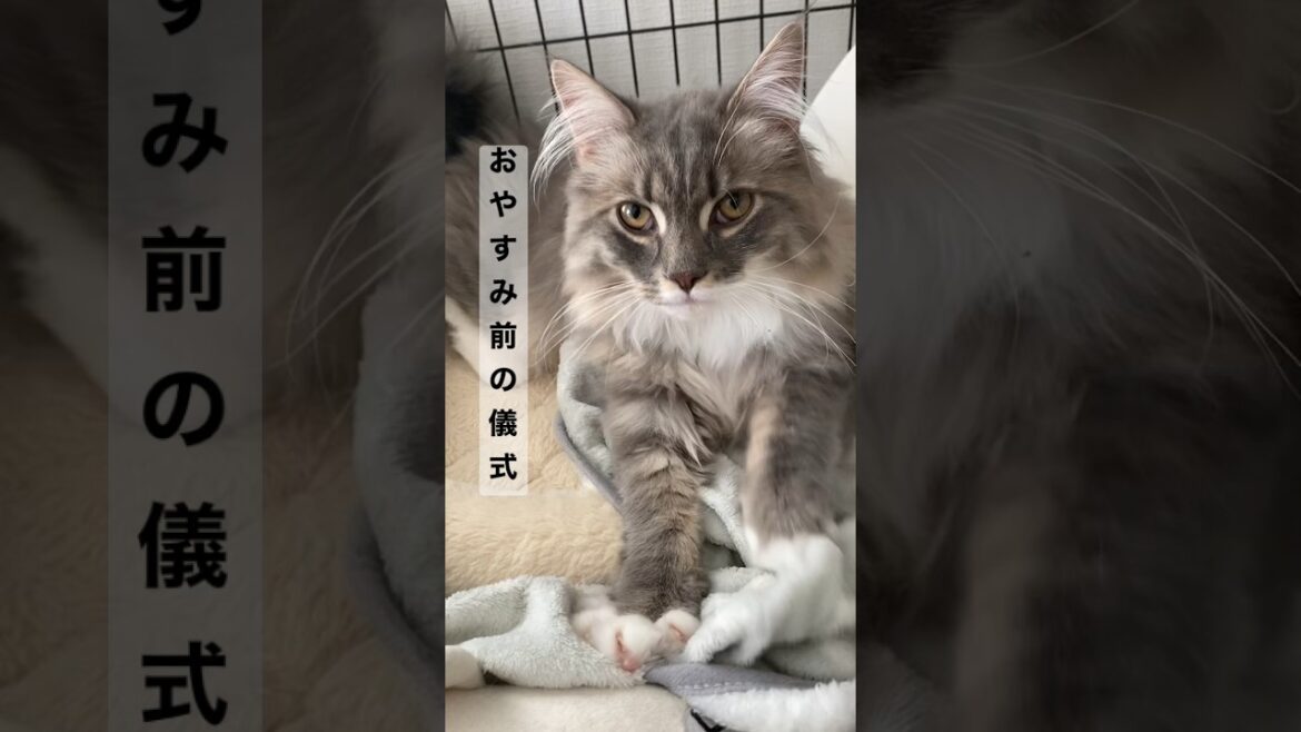 モフ猫のナイトルーティン #ねこ動画 #サイベリアン #cat #shorts