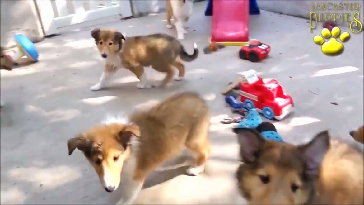元気なねこと優しいラフコリー犬【Cheerful cats and gentle rough collie dogs】2022😘😍🥰😊#75
