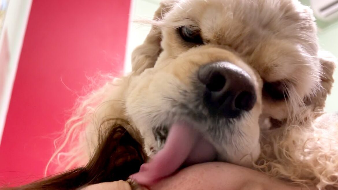 母の顔をペロペロし続けるアメリカンコッカースパニエル