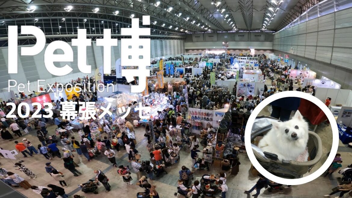 ペット博2023幕張メッセ　国内最大級のペット総合イベント【日本スピッツ】