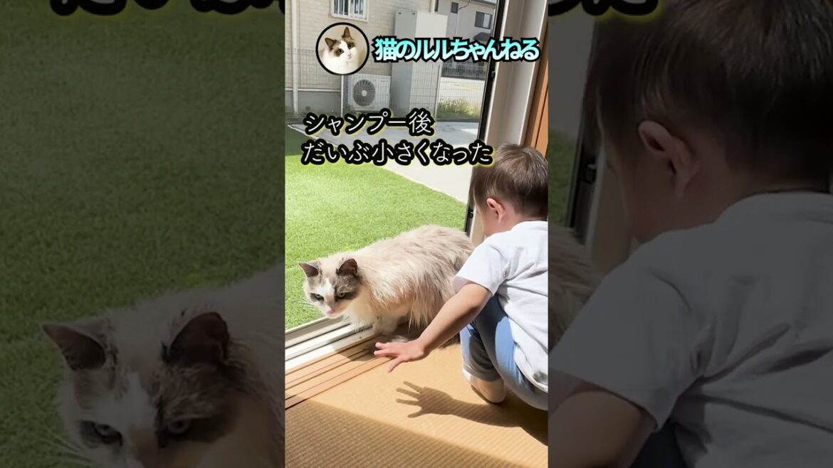 モフ猫のシャンプー後はこんな感じ#ラグドール #ragdoll #shorts