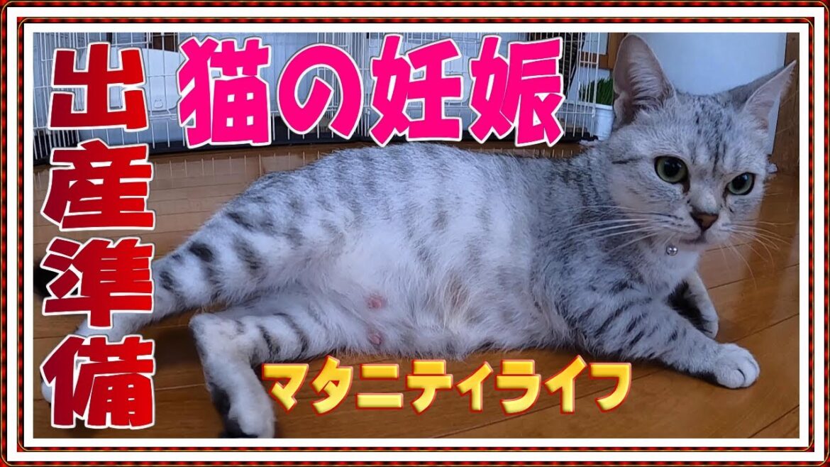 【猫の妊娠 出産準備】2度目の妊娠‼オシキャット最後のマタニティライフ【父猫ベンガル猫 産まれてくる子猫はチートー猫】 【猫の妊娠 出産準備】2度目の妊娠‼オシキャット最後のマタニティライフ【父猫ベンガル猫 産まれてくる子猫はチートー猫】