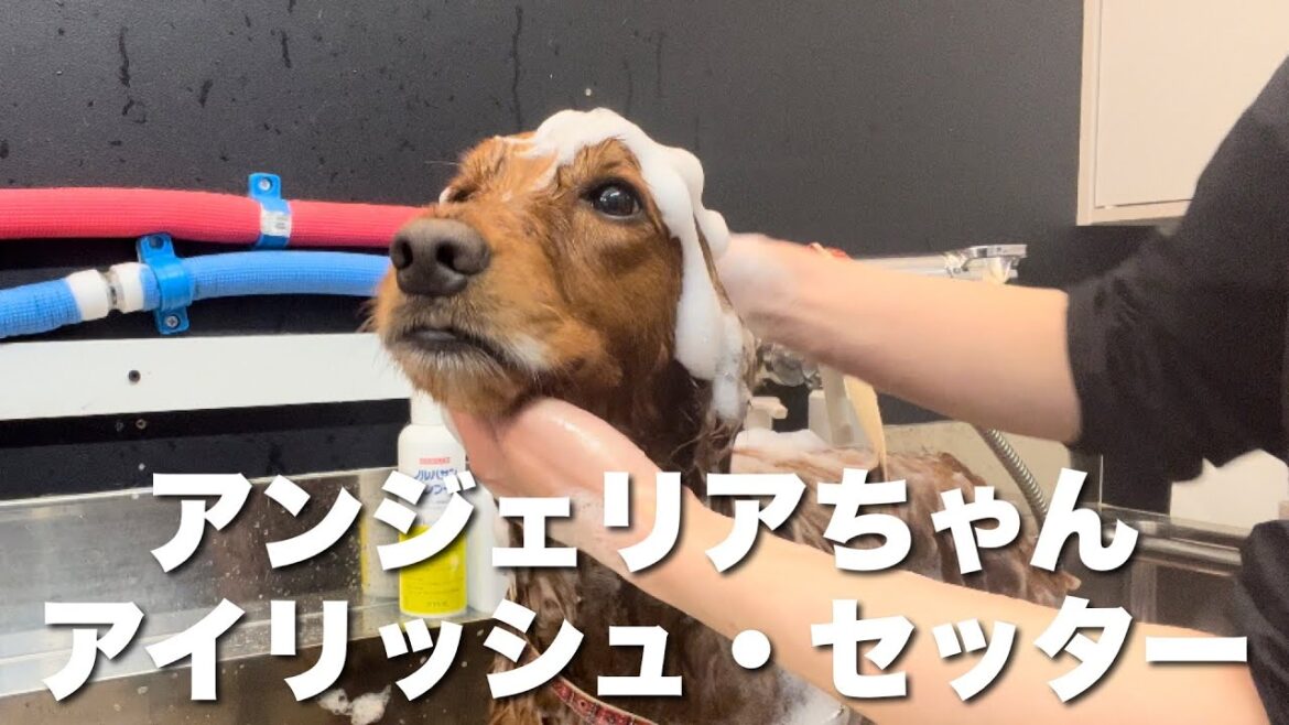 アイリッシュ・セッター　アンジェリアちゃん【irish setter】