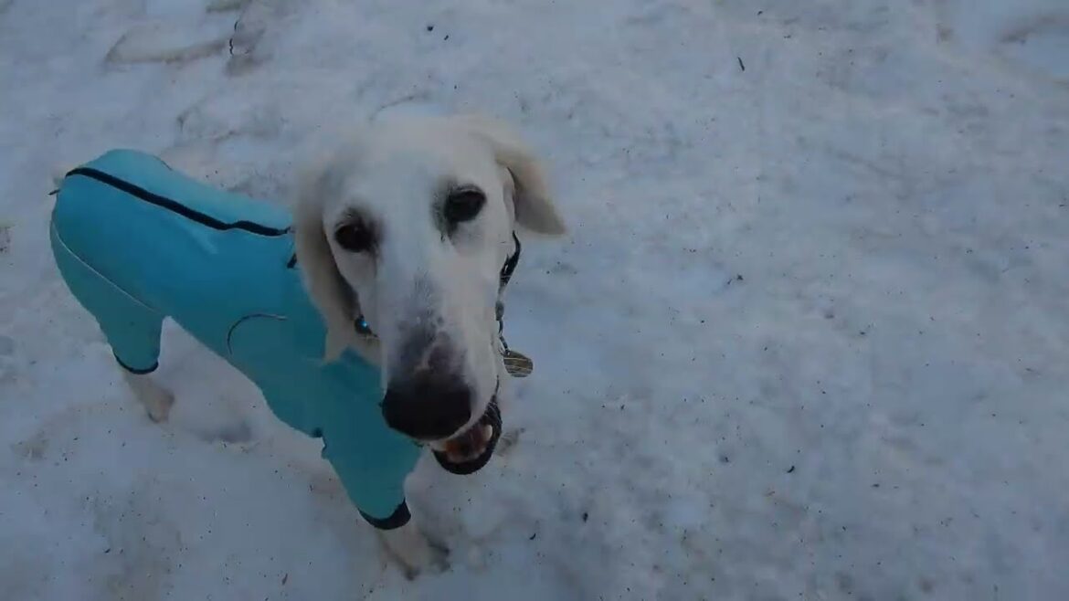 サルーキ　ぽぽ・喜八！杉の林に行っていたのね。。♪（Saluki）