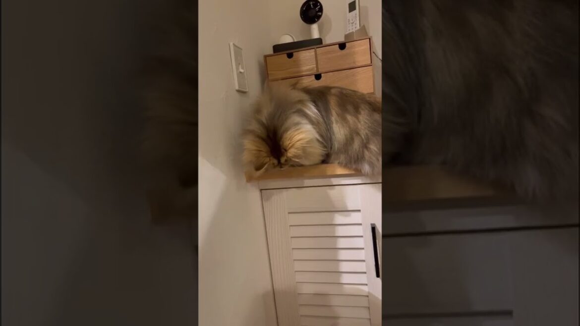 猫ちゃんと遊んでたら、まさかの…最後まで見てね♪ 猫ちゃんと遊んでたら、まさかの…最後まで見てね♪