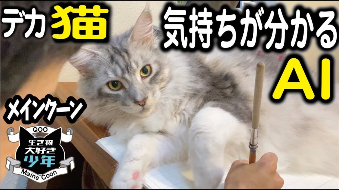 【メインクーン】猫の気持ちと健康状態が分かるAIで簡単に猫の表情を読み取る/子どもと仲良しの大型猫/平貝のお刺身 【メインクーン】猫の気持ちと健康状態が分かるAIで簡単に猫の表情を読み取る/子どもと仲良しの大型猫/平貝のお刺身