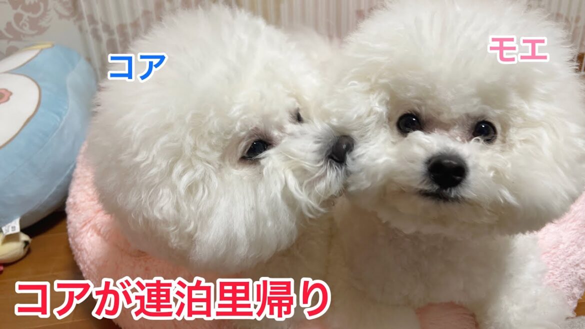 コアは優しい男の子！いや、弱虫なのか？😂ビションフリーゼ三姉弟になった日。
