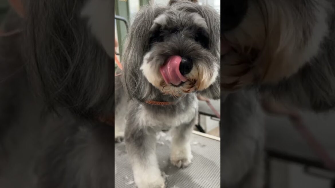Schnauzer who is more concerned about the camera than trimming/トリミングよりもカメラが気になるシュナウザー
