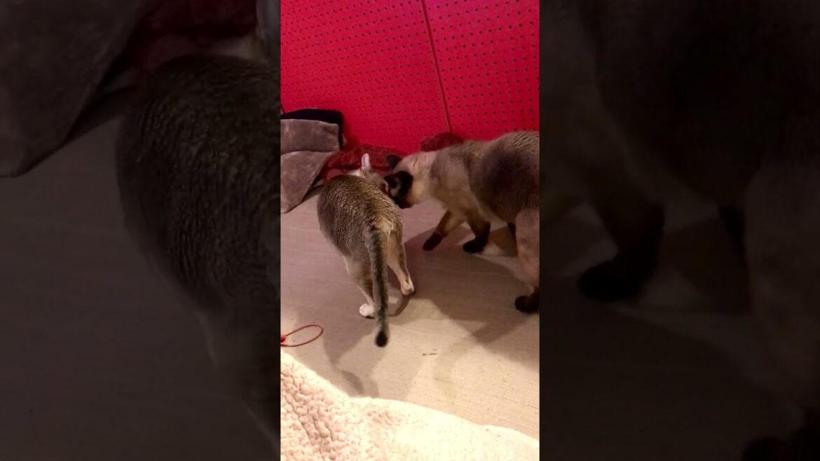 たぬき猫に巻きつくシンガプーラなのにゃ♪