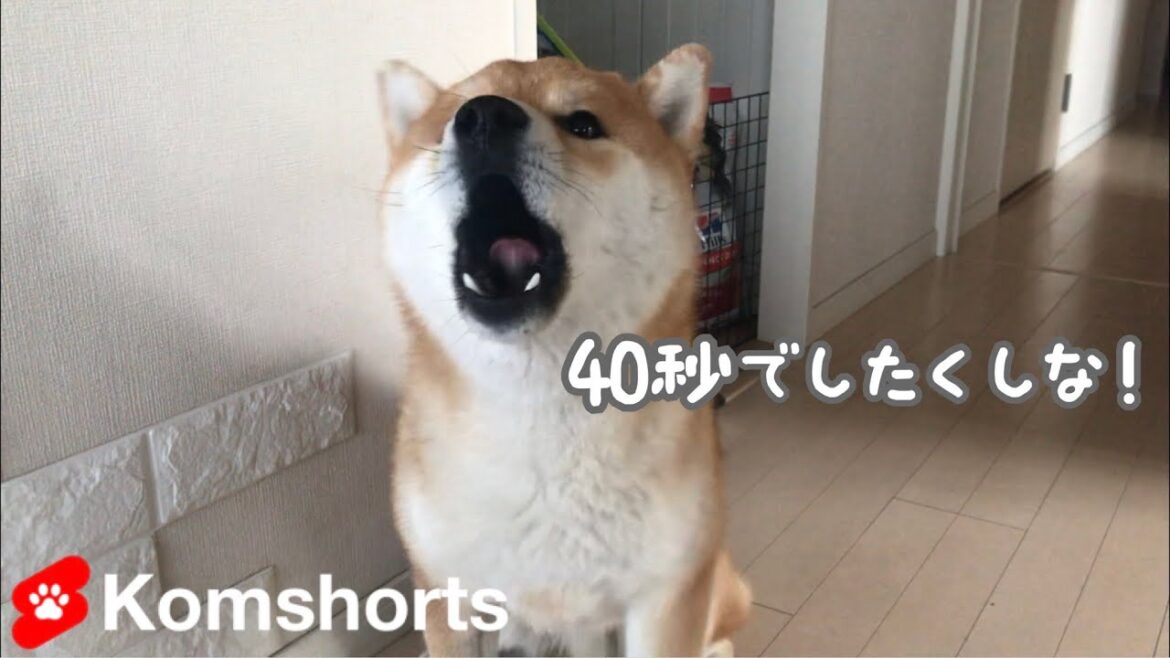 「散歩行こう」に対し、言葉を理解して喋る柴犬#Shorts　Shiba Inu's reaction when he said "Let's go for a walk"