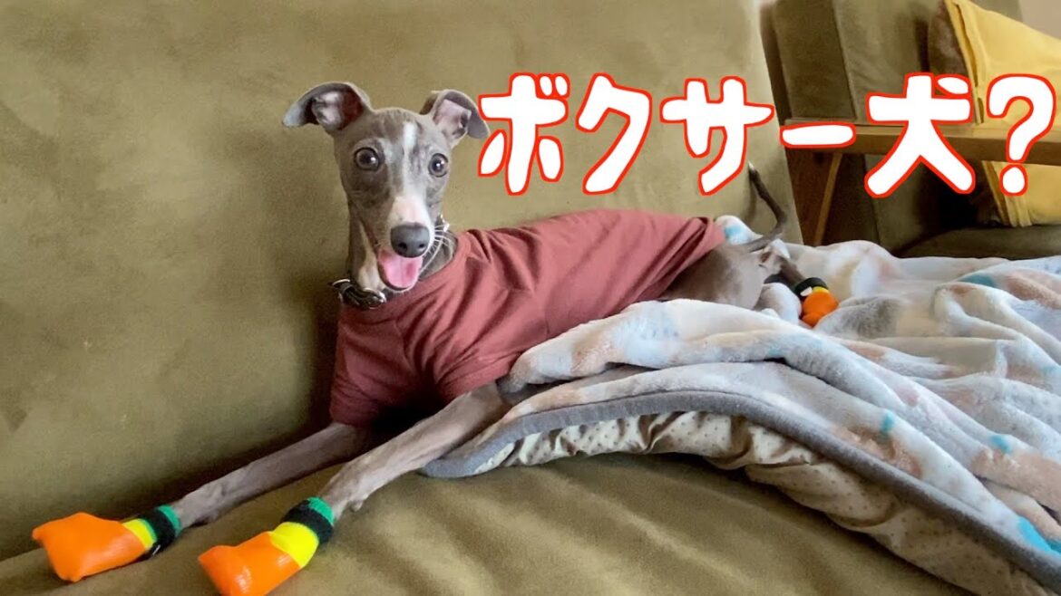 犬に靴を履かせたら動きが可愛かった！【イタリアングレーハウンド】