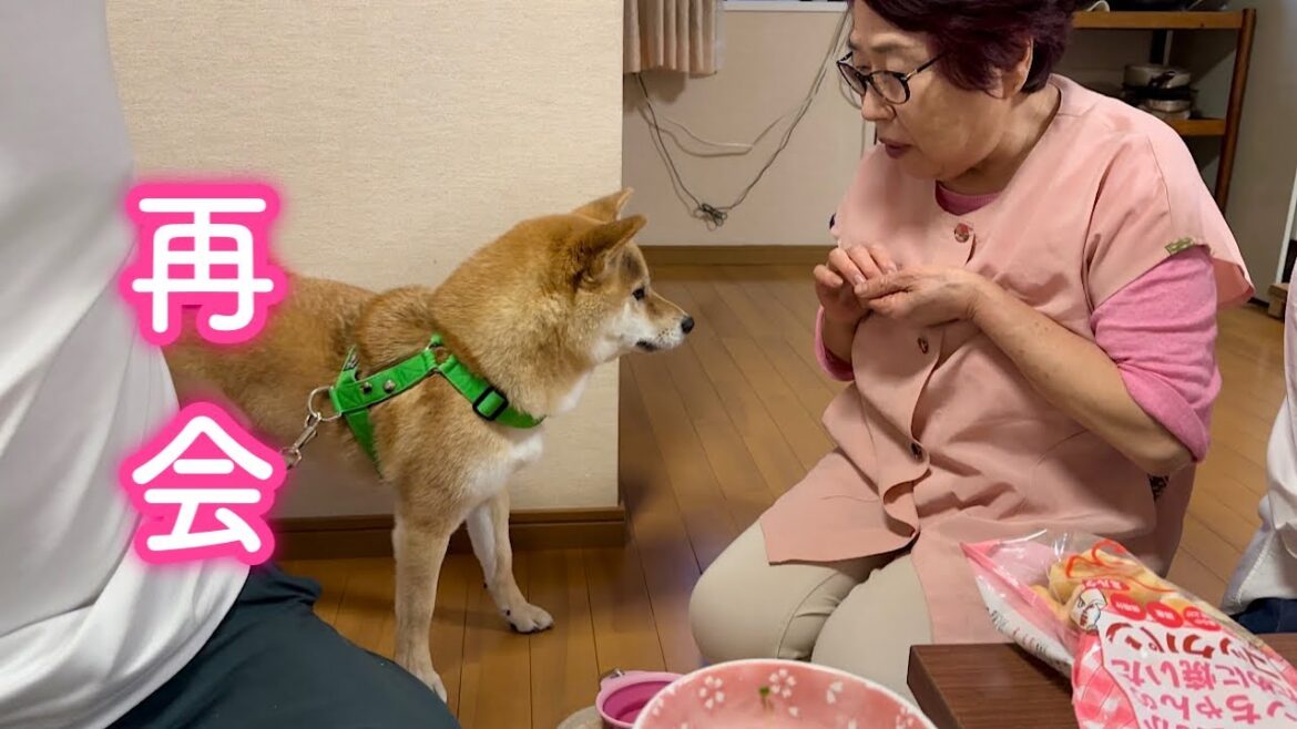 実家に着いた途端おばあちゃんに威嚇しちゃった破天荒な柴犬