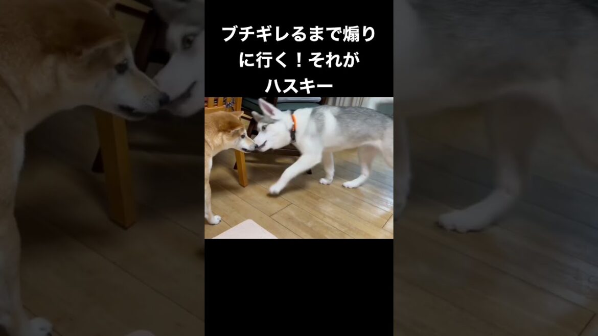 柴犬をブチギレさせてワンプロしたいシベリアンハスキーの子犬 #shorts