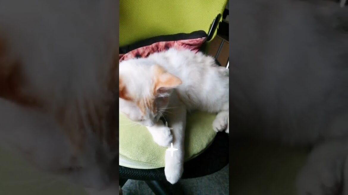 【ねこ動画】子猫ゆきちゃんの盛大なあくび🐱 #shorts #猫 #ボブテイル