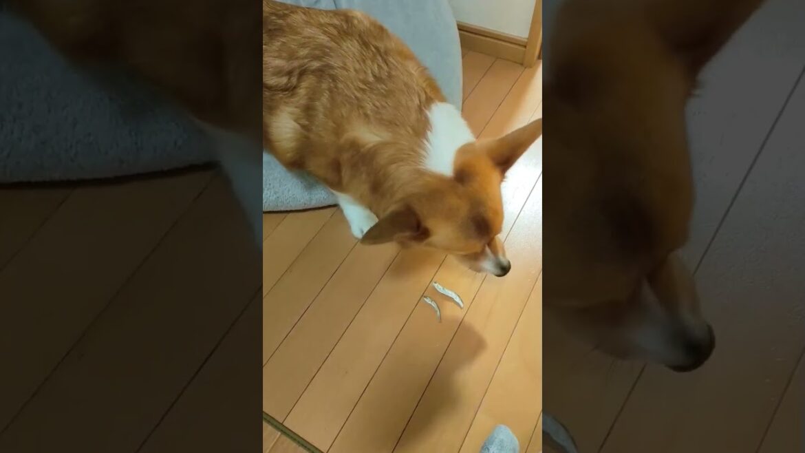 【こどもの日】コーギーに鯉のぼりっぽくして煮干しをあげてみた。