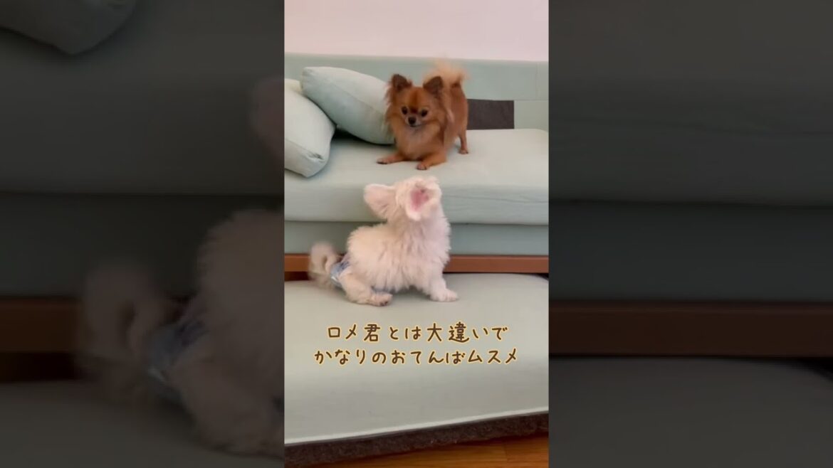 [マルチーズ·チワワ]お迎えして 1週間