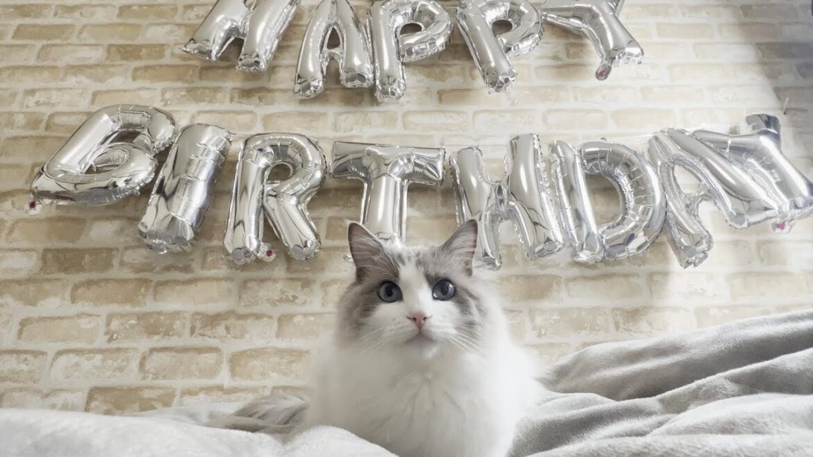 【祝】みるきー王子が2歳の誕生日を迎えました。