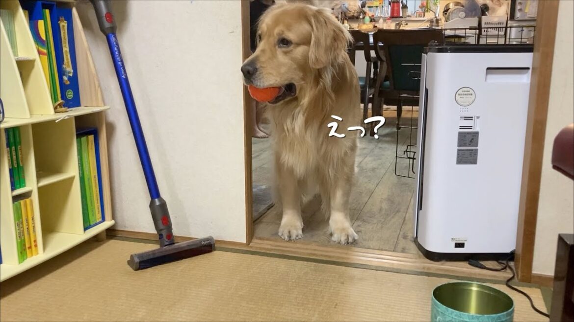 部屋を綺麗に片付けたら、愛犬が困惑しているw