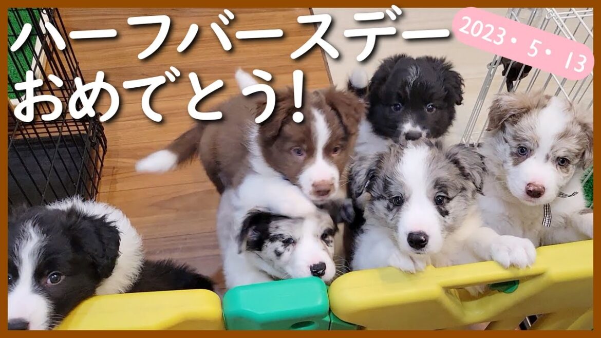 リクリマ6パピーの生後 半年が経った今♪【ボーダーコリー】