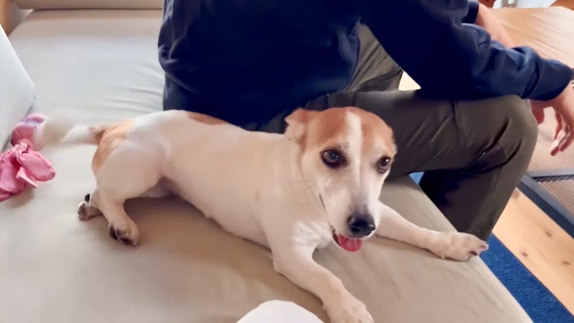 ジャックラッセルテリアと暮らすと毎日が新鮮でお家が明るくなります