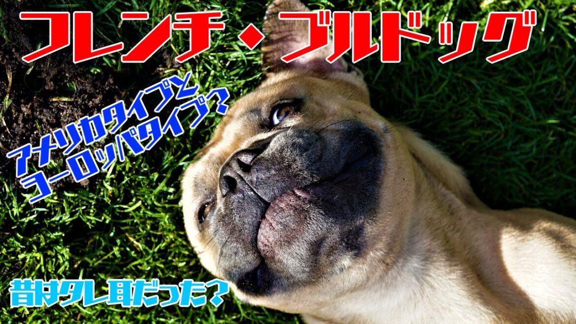 [犬図鑑]フレンチ・ブルドッグ