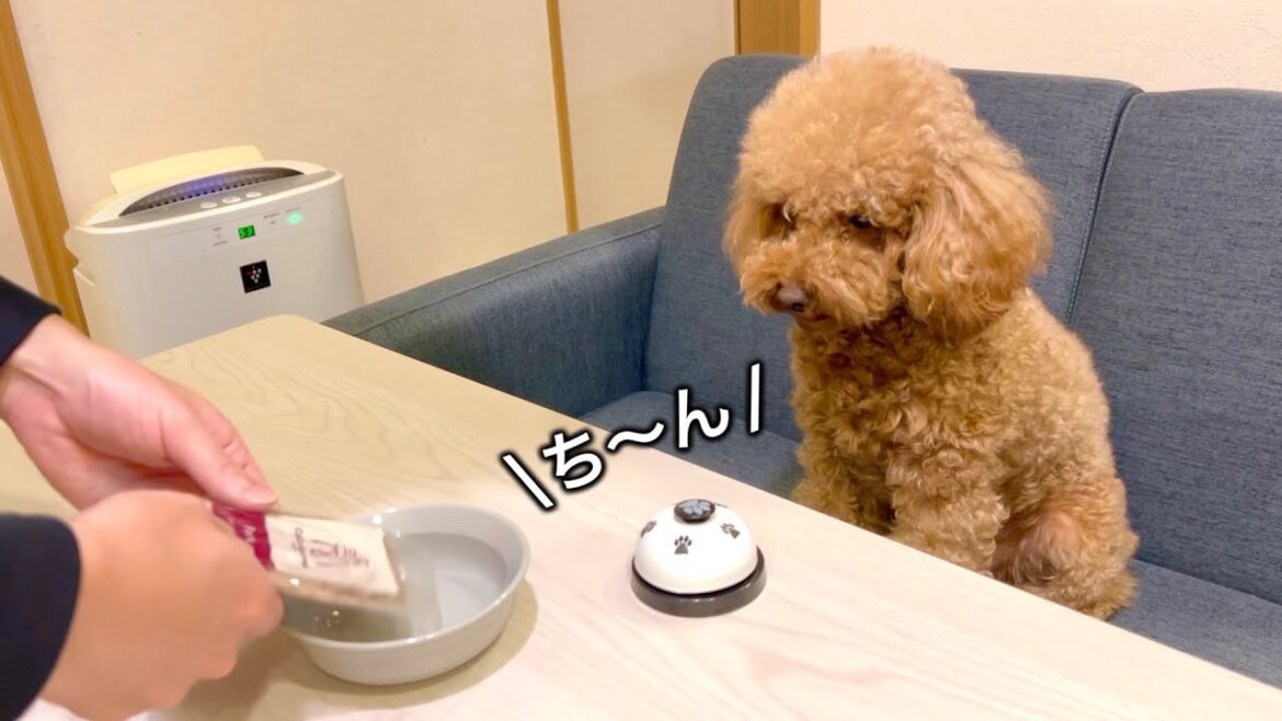 ベルを鳴らすまでご飯をあげない制度を導入したらめちゃくちゃキレてきたトイプードル。