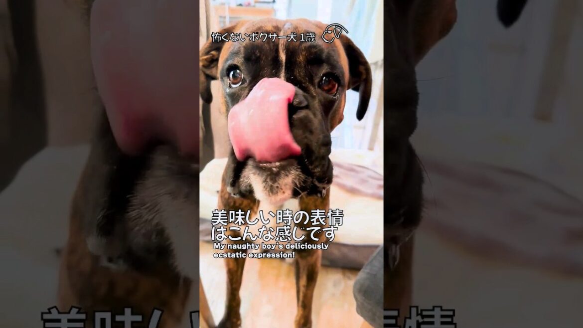 美味しい時の表情はこんな感じです#shorts #ボクサー犬 #boxerdog #面白い犬