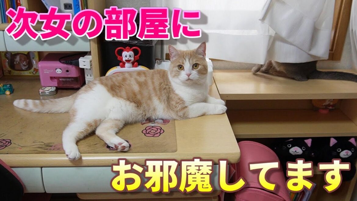 次女の部屋でビックリする猫【スコティッシュフォールド】【アビシニアン】