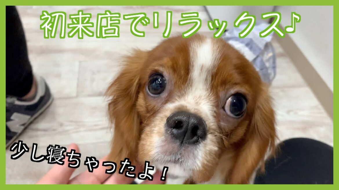 トリミング！キャバリア・キング・チャールズ・スパニエル「チョコくん」ご来店♪