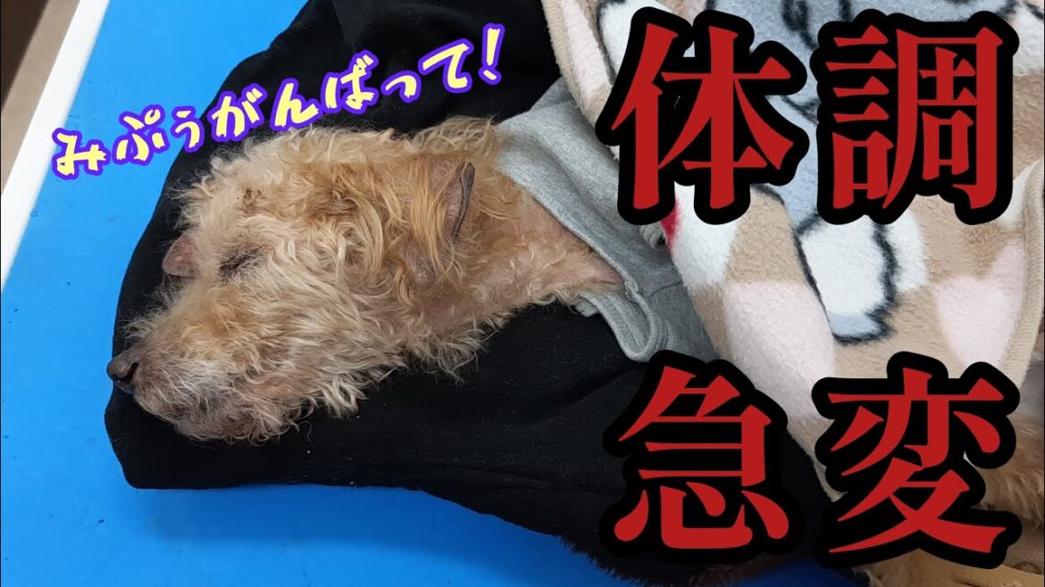 【緊急動画】みぷぅの様子がおかしかったので病院に行きました…I went to the hospital because the appearance of Mipu was strange.