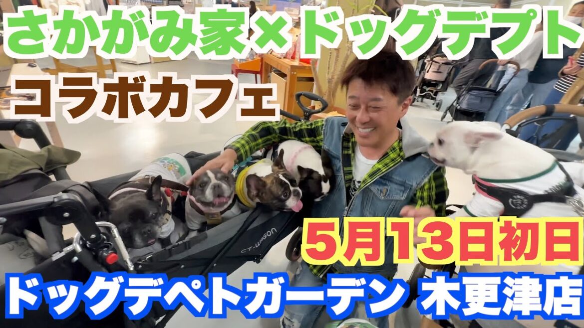 さかがみ家×ドッグデプト コラボカフェ 【 フレンチブルドッグ french_bulldog 】ドッグデプトガーデン木更津