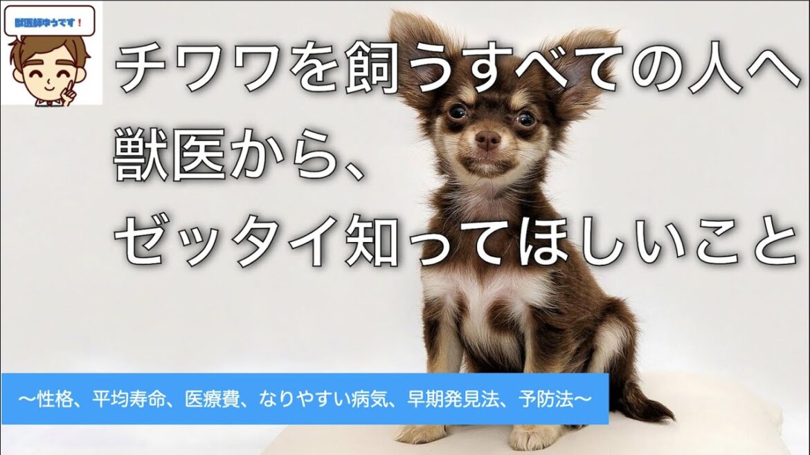 【獣医がおしえる】チワワを飼うすべての人へ　〜性格、寿命、医療費、なりやすい病気、早期発見法、予防法〜
