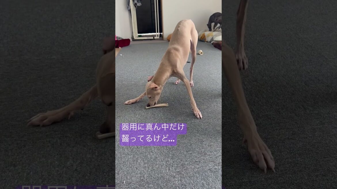 鹿角は真ん中から