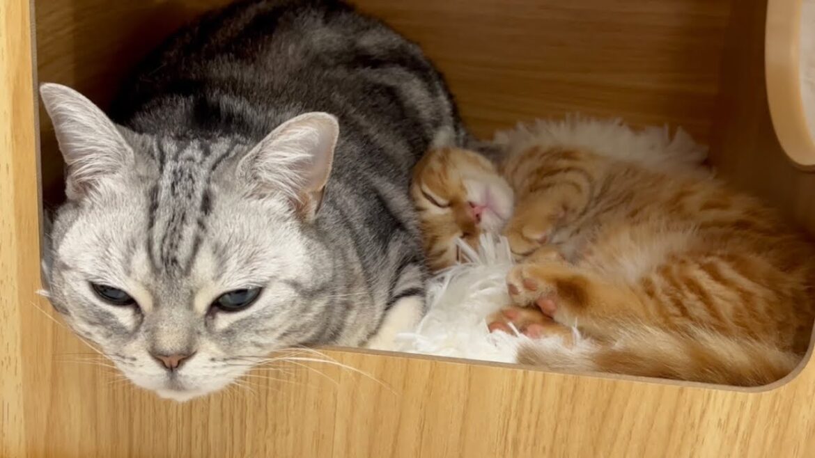 子猫のぽちゃくんといっしょに眠るアメリカンショートヘアのあいちゃんがステキすぎる💓