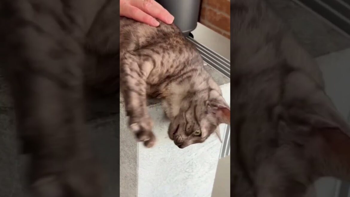 ねむねむ猫にゃ#エジプシャンマウ の大あくび７連発〜見てるだけでこっちまで眠くなる😪#shorts