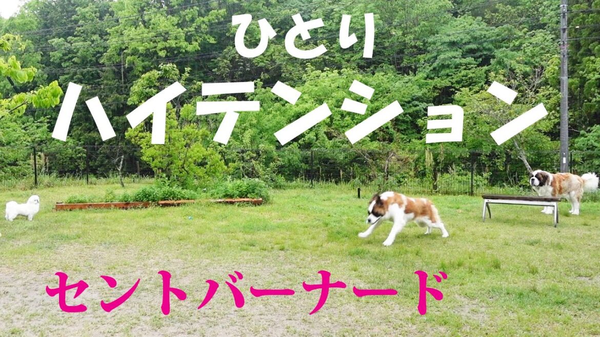 【雨でもテンション高し！】誰でしょうか！？平凡なセントバーナードの日記[Tensions are high even in the rain! Who is it! St. Bernard