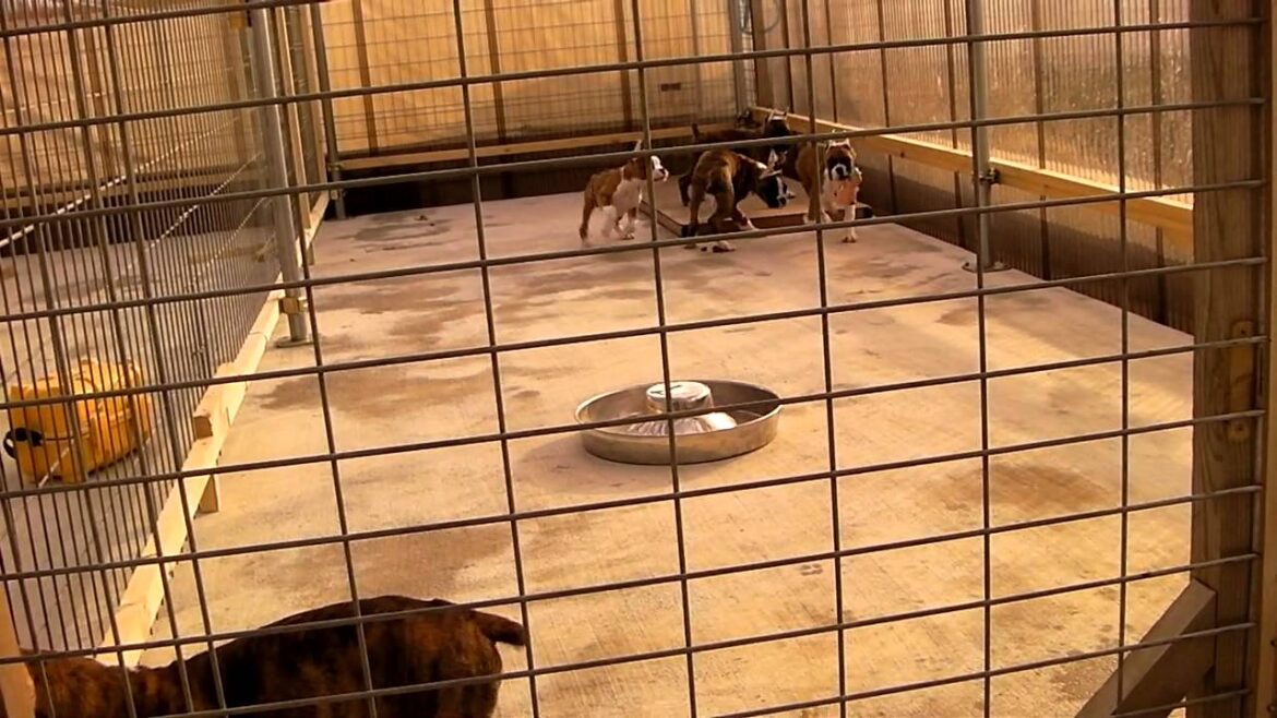 ボクサー子犬たち