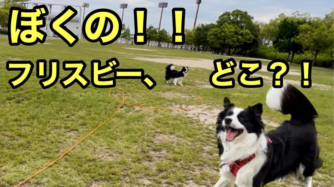 フリスビーを見失うボーダーコリー ソラ #ボーダーコリー #bordercollie