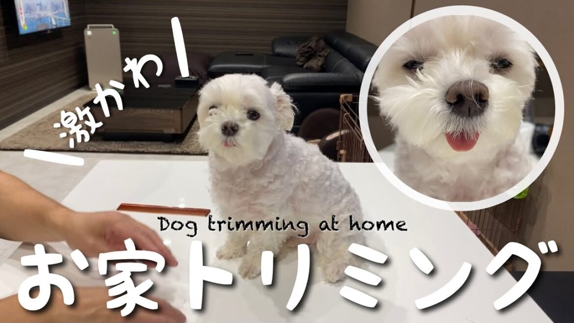 【必見！】毎月恒例のお家トリミングで激かわに変身した犬はこちら！【マルチーズカット】