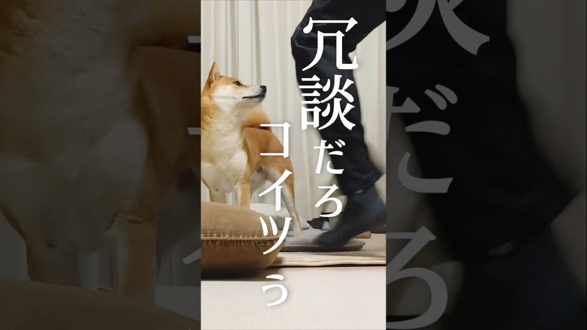 アイドリングSTOPしたい柴犬こむぎ【あるじのステップ】臭鬼