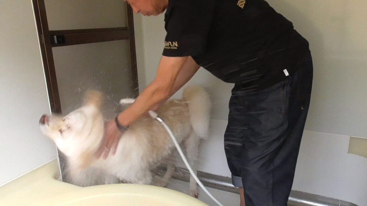 【秋田犬ゆうき】大好きなシャンプーで抜けた冬毛はスズメたちが巣作りのために持って帰ります【akita dog】