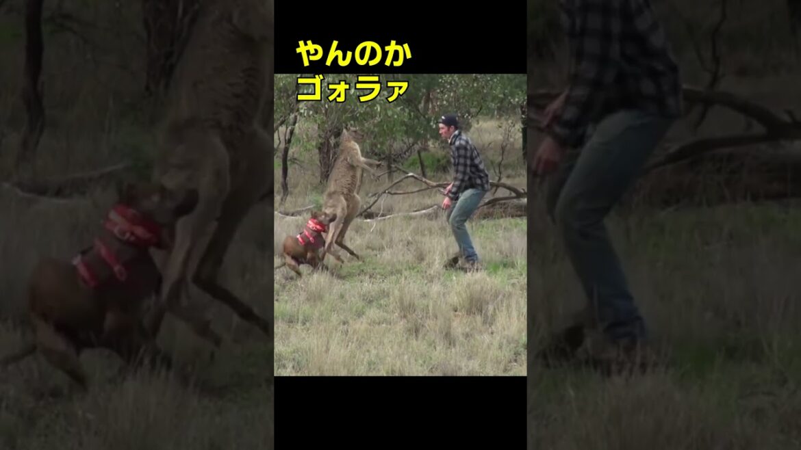 愛犬を守るためにカンガルーを殴る飼い主　パンチ・ボクシング　Kangaroo punch #Shorts
