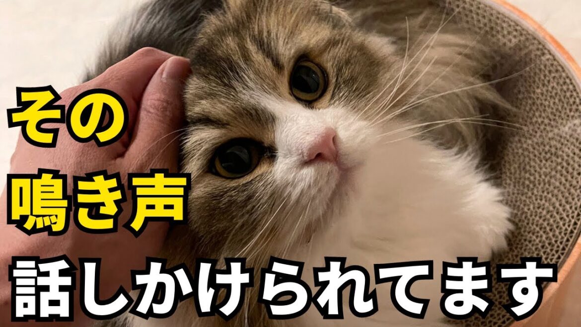 猫の鳴き声別に解説！猫が飼い主さんに話しかけてくるときの気持ちはコレ【サイベリアン】