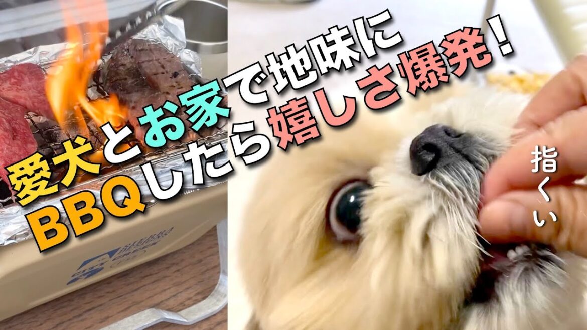 【シーズー】愛犬とお家で地味にBBQしたら、嬉しさ爆発！www／まるちゃん家のGW③【253】