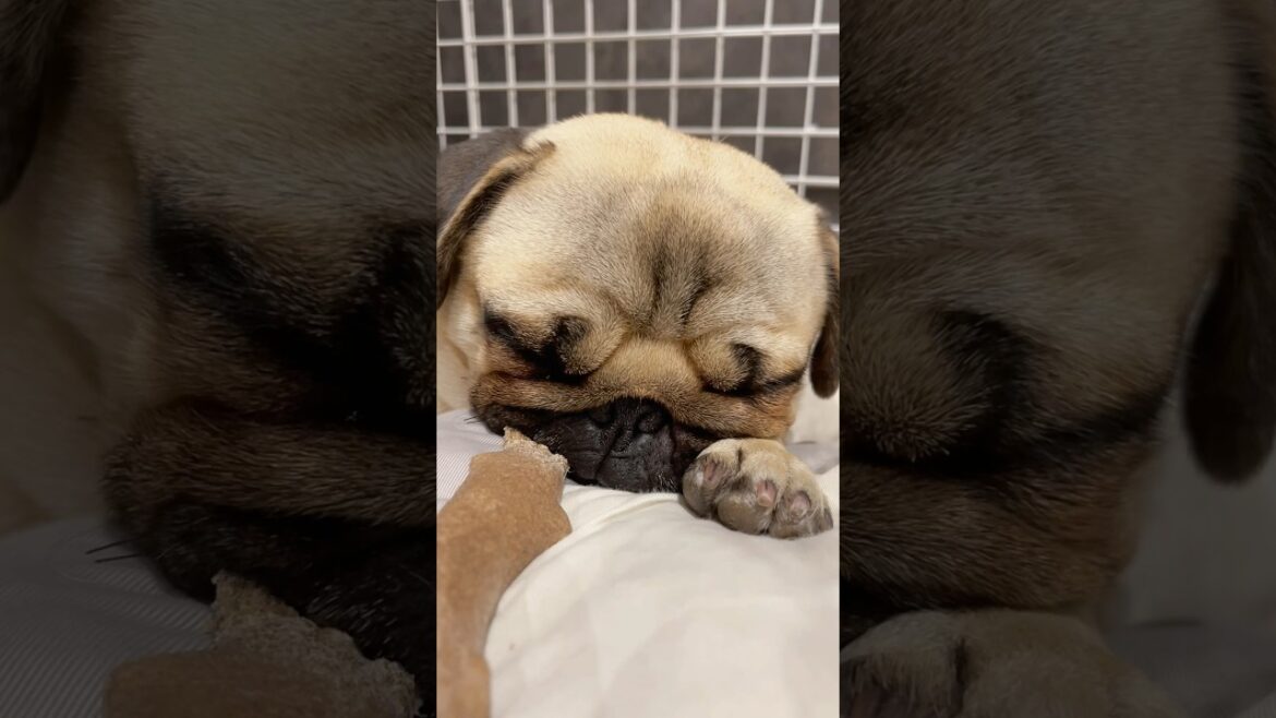 [パグ]爆熟睡犬🐶💤 (oversleeping dog) #shorts
