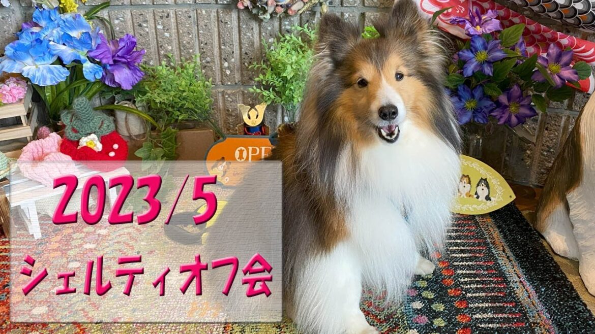 かわいいシェルティ　シェルティオフ会