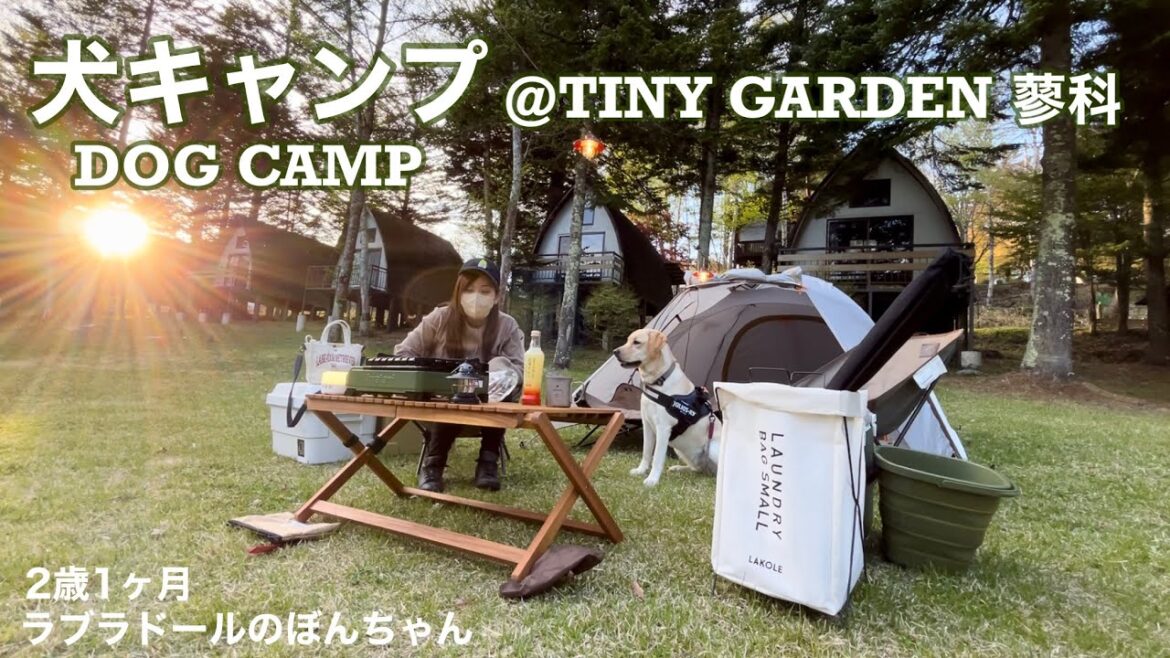 【犬キャンプ#98】愛犬とキャンプ@Tiny Garden蓼科★ラブラドールレトリバー　labrador retriever 大型犬  CAMP キャンプ女子　アーバンリサーチ